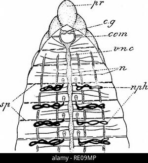 . L'amphioxus et l'ascendance de la vertébrés. L'amphioxus ; seringues de mer ; Hémichordés. Anatomie interne. 79 certaines ressemblances à celle de l'amphioxus, en ce qu'il se produit sous la forme de segments distincts dans les tubules, ou néphridies, chacune possédant une ouverture en forme d'entonnoir dans la cavité du corps, et une ouverture sur l'extérieur à la surface du corps. C'était, en fait, la reconnaissance, il y a une vingtaine d'années, et semper par Balfour, de la ressemblance entre l'arrangement de la dia- nephri des annélides et l'ori- gin segmentaire du rein de l'Craniota qu'est surtout instrumenta Banque D'Images