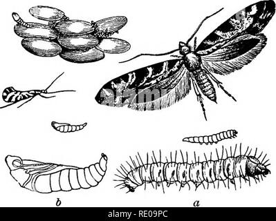 . Zoologie pour les lycées et collèges. Zoologie. Cochon. Zi^^ AngmiTnois.-Grain papillon.. Kg. 350.-Grain Papillon, Tinea qranella. Une larve, pupe ; 6., nat. taille et élargies ; c, grain de blé maintenus ensemble par un site web.-Après Cunis.. Veuillez noter que ces images sont extraites de la page numérisée des images qui peuvent avoir été retouchées numériquement pour plus de lisibilité - coloration et l'aspect de ces illustrations ne peut pas parfaitement ressembler à l'œuvre originale.. Packard, A. S. (Alpheus Spring), 1839-1905. New York, H. Holt and Company Banque D'Images