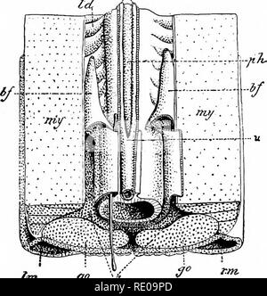 . L'amphioxus et l'ascendance de la vertébrés. L'amphioxus ; seringues de mer ; Hémichordés. s^ ANATOMIE DE L'amphioxus. région de la vingt-septième myotome, où le pharynx se termine et l'intestin commence. Elles ont été découvertes en 1875 par Lankester, qui les a appelés le ccelomic broivn ou auriculo-entonnoirs, compte tenu de l'accumulation de richesse de pigment marron dans leurs murs. Nous avons déjà parlé de ce pigment marron que très généralement dans l'épithélium auriculaire. Les entonnoirs de brown ont la forme d'un. Fig. 28. - Plastique schéma illustrant les positions et les relations de l'atrio- fun ccelomic Banque D'Images