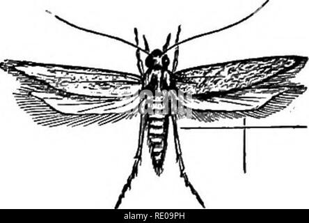 . Zoologie pour les lycées et collèges. Zoologie. Fig. 348-mode montrant d'ar- rangement des écailles sur les ailes d'un papillon de nuit.. Cochon. Zi^^ AngmiTnois.-Grain papillon.. Veuillez noter que ces images sont extraites de la page numérisée des images qui peuvent avoir été retouchées numériquement pour plus de lisibilité - coloration et l'aspect de ces illustrations ne peut pas parfaitement ressembler à l'œuvre originale.. Packard, A. S. (Alpheus Spring), 1839-1905. New York, H. Holt and Company Banque D'Images