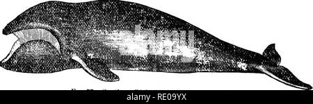 . Une introduction à l'étude des mammifères vivant et disparu. Les mammifères. 238 cétacés passant librement d'un à l'autre, il n'est jamais vu jusqu'ici au Cap Farewell ; mais sur la côte du Labrador, ''ici un flux froid fixe depuis le nord, son aire est quelque peu fai'ther. Dans la mer de Béring, en fonction de Scammon, " c'est rarement vu au sud de l'iifty-cinquième parallèle, ce qui est sur l'extrême sud de l'étendue de la glace d'hiver, tandis que sur la mer d'Okhotsk sa limite sud est à propos de la latitude de 54°." Comme cela a été abondamment illustré par Eschricht et Reinhardt dans le cas de la Banque D'Images