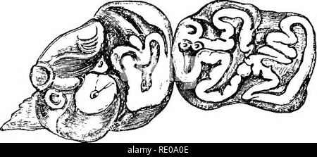 . Une introduction à l'étude des mammifères vivant et disparu. Les mammifères. HALITHERIID^ 223. et si les liaisons intermédiaires pourrait être découvert pourrait bien être considérée comme la forme ancestrale à partir de laquelle ces derniers ont été tirés, mais à l'heure actuelle, la situation de transition n'ont pas été détecté. Pour autant que nous le sachions, lorsque des changements dans les conditions physiques de la mer européenne lui suffire pour être rendus de la demeure de siréniens, le type Halitherium prévaut toujours. Si les dugongs et lamantins sont descendus de lui, leur évolution doivent avoir eu lieu durant le pliocène et Banque D'Images