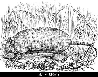 . Une introduction à l'étude des mammifères vivant et disparu. Les mammifères. EDENTA TA ; Matico et T. muriei. Eemains ajDparently à T. conurus sont adressables de pas rare occurrence dans la caverne du Brésil-dépôts. Sous-famille des Tatusiinse âThis.groupe contient un genre, mais Tatusia} ^ ou dents , très petit subcylindrique. La première et deuxième, subcompressed la dernière beaucoup plus petite que les autres. Ils présentent la remarquable p)eculiarity Edentates (ailleurs trouvés parmi, pour autant que nous le sachions, uniquement dans Oryderopus) de tout l'être, à l'exception de la dernière, précédé de deux enracinés en t de lait Banque D'Images