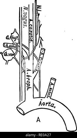 . La technologie appliquée à l'anatomie le chat domestique ; une introduction à usage humain et vétérinaire, et l'anatomie comparée. La dissection ; chats ; les mammifères. 394 : LA TECHNOLOGIE DE L'anatomique. Préparation de Fig. io8.-le nerf vague et sympathique, togetlier avec les artères, ont été isolés comme ahove (§ 1008 dirigée). Les nerfs cardiaques à partir de la gauche et de la thyroïde ganglions vertébrales passent souvent ventrad du nerf vague, comme montré dans Fig. 107, et ceux de la partie droite°passe souvent pour le coeur le long de la face ventrale des vaisseaux sanguins au lieu de comme illustré ici ; voir Quain, A, I, 633. L'iigure est destiné à illustrer les Banque D'Images