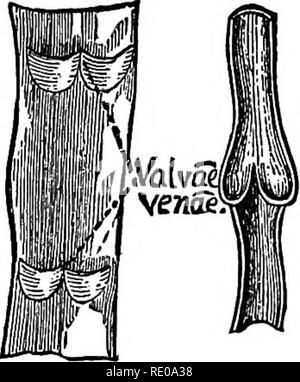 . La technologie appliquée à l'anatomie le chat domestique ; une introduction à usage humain et vétérinaire, et l'anatomie comparée. La dissection ; chats ; les mammifères. Fig. 103.-l'Aoeta, avec ses branches principales dans le Thobax et droit ; Abm vue ventrale ; x 1. A. Origine OP les artères carotides ; x 1. B, C. veines ; Valtes Quain, A, II, 174.. Le fluide du Wickersheimer empêche la fragilité qui est tellement d'objec- tionable en plâtre injecté des navires qui sont séchées. B et C-préparation.-B. Un segment de la V. jugularis externa environ 5 cm. de long et de la longueur de la fente a été placé dans l'eau, et les vannes lancées par bl Banque D'Images