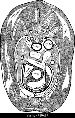 . La technologie appliquée à l'anatomie le chat domestique ; une introduction à usage humain et vétérinaire, et l'anatomie comparée. La dissection ; chats ; les mammifères. Des sections congelées DU THORAX. 341. Cochon. 100.-Teansection congelés du thorax, Aspect céphalique ; x 1.5. continuoas mediastinale pour devenir avec la plèvre pariétale. Régime de la limbe est reflétée pour former la bonne couverture de la séreuse coeur. À la face dorsale des points de jonction des deux couches sont les nerfs phréniques. Les artères du sternum et Mn dorso-laterad apparaissent de l'mesosterneher. Les veines se trouvent mesad des artères (article 921). § 911. Nerfs, e Banque D'Images