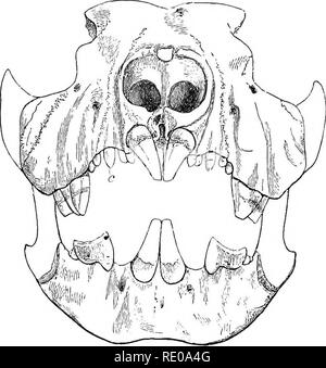 . Une introduction à l'étude des mammifères vivant et disparu. Les mammifères. 158 l'état de la dentition, MARSUPIALIA les dents fonctionnelles étant réduit à une paire de grandes incisives de coupe situé à proximité de la ligne médiane, et un grand, incisive, prémolaire comprimé, de chaque côté au-dessus et ci-dessous. Il a été décrit pour la première fois qu'une voiture- nivorous marsupial, et nommé, conformé- ment à ses habitudes présumé, " comme l'un des fel- de peur et les plus instructives de l'Ard de bêtes- " ; mais, comme ses affinités sont certainement avec le Pludangeridce Macropodidce, et et de ses com- Ijletely unli dentition Banque D'Images