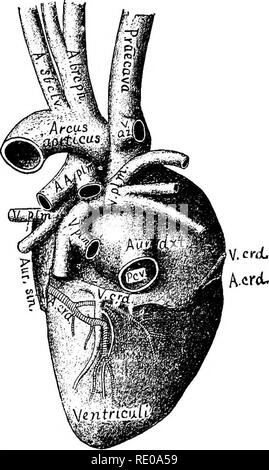 . La technologie appliquée à l'anatomie le chat domestique ; une introduction à usage humain et vétérinaire, et l'anatomie comparée. La dissection ; chats ; les mammifères. Le CŒUR. 317 ont été injectés avec du plâtre rouge et bleu, respectivement. Après la plas- ter avait durci, un petit trou a été fait dans le ventricule gauche et d'une longue canule insérée et poussé à travers l'auriculo-ventriculaire ne s'ouvrent dans l'auricule gauche. Plâtre rouge était ensuite injecté de façon à remplir les veines pulmonaires. Enfin, le péricarde a été déposé avec la graisse et le tissu conjonctif couvrant les vaisseaux cardiaques. Â Article 835. Description.âThis, th Banque D'Images