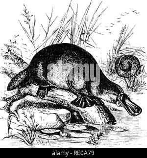 . Une introduction à l'étude des mammifères vivant et disparu. Les mammifères. ORNITHORH YNCHID.E qui ont eu l'occasion d'étudier cette question par l'aide d'une bonne série de spécimens sont venus à la conclusion qu'il n'y a qu'un, et pas de trace d'extinction des formes alliées n'ont pas encore été découverts. La longueur de l'animal lorsque leur longueur maximale est de dix-huit à vingt pouces de l'extrémité du bec à l'extrémité de la queue, le mâle étant légèrement plus grand que la femelle. La fourrure est courte, dense, et plutôt doux au toucher, et composée d'un extrêmement fine et fermer la sous-fourrure, un Banque D'Images