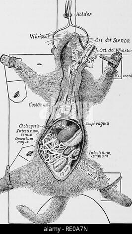 . La technologie appliquée à l'anatomie le chat domestique ; une introduction à usage humain et vétérinaire, et l'anatomie comparée. La dissection ; chats ; les mammifères. 376 TECBNOLOOT anatomiques. DctStenon ^1 titulaire Osr jj-Ost. VJkartnn tactdea. Fig. 77.-Vue générale des viscères. .X ; 35. phragma, az.-^diaphragme, "ventre." Epglt., l'épiglotte, az. Hepar, az.-foie. Fait titulaire. Intestinum amplum, az.- grand intestin. Intestinum Tenue, az.-petit intestin. Lg. lat., Iiigamentum.-laterale ligament latéral de l'iirocystis.. Veuillez noter que ces images sont extraites de la page numérisée des images, qui peuvent Banque D'Images