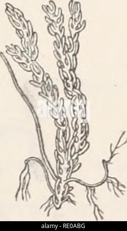 . Des études systématiques et écologiques de la Ceylan espèces de Caulerpa. Algues marines. . Veuillez noter que ces images sont extraites de la page numérisée des images qui peuvent avoir été retouchées numériquement pour plus de lisibilité - coloration et l'aspect de ces illustrations ne peut pas parfaitement ressembler à l'œuvre originale.. Svedelius, Nils, 1873-1960. [Ceylan ?  : S. n. ] Banque D'Images