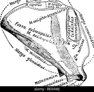 . La technologie appliquée à l'anatomie le chat domestique ; une introduction à usage humain et vétérinaire, et l'anatomie comparée. La dissection ; chats ; les mammifères. ASATOillCAL attacliment 154. La technologie sont entourées de lignes interrompues. Suivant la méthode de gris (A) et H. S. Williams (1), les origines sont indiquées par des points et les insertions de lignes courtes. Il est facile d'associer ces deux marques avec les lettres 0 et 1, qui constituent respectivement les initiales d'origine et de l'insertion. L'omoplate à l'origine donne 10 muscles : le sous-scapulaire, supraspinatvs meditrieeps, l'infraspinatus,, spino-deit Banque D'Images