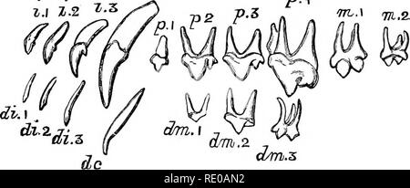 . Une introduction à l'étude des mammifères vivant et disparu. Les mammifères. 26 caractères anatomiques générales serait grandement simplifié ; mais il y a tellement d'exceptions qu'un examen attentif de la situation, les relations, et le développement d'une dent est nécessaire avant sa nature peut être déterminé et, dans certains cas, la preuve à notre disposition est à peine suffisant pour l'application. Dans d'autres cas, toutefois, que parmi les Polyprotodont marsupiaux, nous avons des preuves décisives pour montrer que les dents prémolaires manquantes ne sont pas ceux à l'extrémité de la série. La dentition de lait est exprimé par un Banque D'Images