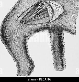 . La technologie appliquée à l'anatomie le chat domestique ; une introduction à usage humain et vétérinaire, et l'anatomie comparée. La dissection ; chats ; les mammifères. 142. TECBNOLOGT lutely anatomique nécessaire, Ibut les plus petits bâtiments seront plus susceptibles de Bie injecté si les muscles sont souples. § 350. Artères à injecter pour une injection complète de l'ani- mal, nommé en l'ordre de préférence : A. fémorale, A. carotidea, aorte (Fig. 39, 101).. Fig. 39.-Femorai les navires ; x.5. § 351. Des veines à injecter : V. fémorale, V. jugularis externa, Postcava (Fig. 101). Quant à la propreté, voir l'article 199. L'INJECTION DE LA fémorale Banque D'Images