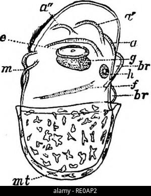 . Zoologie pour les lycées et collèges. Zoologie. FiG. 216. Fig. 216. Fig. 215.-Développement d'un nnlcnown flsli de seiches. ", Cilia ; y, jaune ; ml, l'homme- begrinning dfit à développer. Fig. 216.-La même, beaucoup plus loin, une avancée, un&gt ;, a", les bras ; m, mois ; br, Br, les branchies ; /*, entonnoir ; une oreille, g ; optique ; ganglion,^ m, manteau, la ligne en pointillé se terminant dans un chrom'atophore.-Après Grenacher. Huit Octopoda (armes), fourni avec de nombreux drageons. Aux dix-formes armées appartiennent Spirula, une petite seiche, avec. Veuillez noter que ces images sont extraites de la page numérisée des images qui peuvent avoir été digi Banque D'Images