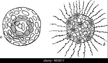 . Text-book de zoologie pour les écoles et collèges. Zoologie. 40 Les animaux invertébrés. élucidation que leur nature trae a été établie. La plupart des naturalistes sont maintenant d'accord sur l'opportunité de placer les éponges dans le monde animal, et ils sont généralement re- tionnées à l'Ehizopoda, si elles sont parfois considérés comme constituant une catégorie distincte et séparée de l'tozoa^J o-. L'apparente complexité de structure qui les éponges exposition est due au fait que ce que nous avons l'habitude. f"ia. l.-une coquille siliceuse de CoUofphaera Tlialassiedlla ; b, montrant les psead"- un podia Banque D'Images