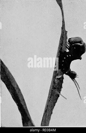 . L'enfance de l'animal. Le comportement animal ; l'histoire naturelle. . Veuillez noter que ces images sont extraites de la page numérisée des images qui peuvent avoir été retouchées numériquement pour plus de lisibilité - coloration et l'aspect de ces illustrations ne peut pas parfaitement ressembler à l'œuvre originale.. Pycraft, W. P. , William (avion), b. 1868. London, Hutchinson &AMP ; Co. Banque D'Images