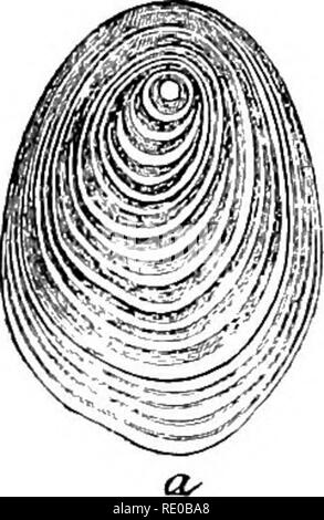 . Physiologie générale ; un aperçu de la science de la vie. . FiG.25.-/, la grenouille, les leucocytes ou globules blancs-cellules, chacune contenant une bactérie. (Après Metschnikoff.) //, une plante-ceU contenant de l'amidon des céréales, de l'amidon, HI-grains-a isolé, à partir de la pomme de terre ; b, à partir de maïs ; c, de l'AEP. vu, il considère comme organismes élémentaires, l'ultime éléments vivants de la cellule. La composition et l'importance de la plupart de ces produits métaboliques de substance vivante qui sous la forme de granulés pour aider à constituer le corps protoplasmiques, n'est pas encore connu. Mais certains se caractérisent très exactement et sont faciles à Banque D'Images