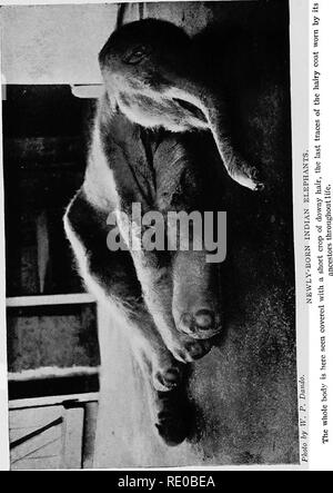 . L'enfance de l'animal. Le comportement animal ; l'histoire naturelle. . Veuillez noter que ces images sont extraites de la page numérisée des images qui peuvent avoir été retouchées numériquement pour plus de lisibilité - coloration et l'aspect de ces illustrations ne peut pas parfaitement ressembler à l'œuvre originale.. Pycraft, W. P. , William (avion), b. 1868. London, Hutchinson &AMP ; Co. Banque D'Images