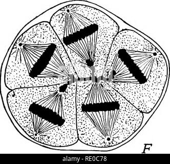 . Le cycle cellulaire chez les animaux . Les cellules. D. Veuillez noter que ces images sont extraites de la page numérisée des images qui peuvent avoir été retouchées numériquement pour plus de lisibilité - coloration et l'aspect de ces illustrations ne peut pas parfaitement ressembler à l'œuvre originale.. Hegner, Robert William, 1880-1942. New York : The Macmillan Company Banque D'Images