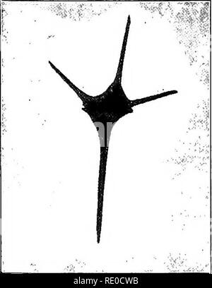 . La vie d'eaux intérieures ; une école primaire du texte livre de biologie d'eau pour les étudiants américains. La biologie d'eau douce. io8 Les organismes aquatiques et d'une grande saveur persistante mauvaise, et dans de telles circonstances, il devient un parasite dans l'approvisionnement en eau. Glenodinium (fig. 30/), Peridinium et Ceratium (fig. 30J) sont trois shell brunâtre-flagellés de roulement de la diffusion à grande échelle souvent localement abondante, surtout au printemps et en été. Ils ont tous l'un des deux flagelles long placé dans une rainure transversale encerclant le corps, l'autre de flagelle (fig. 33). Glenodinium est le plus petit, Ceratium, mu Banque D'Images