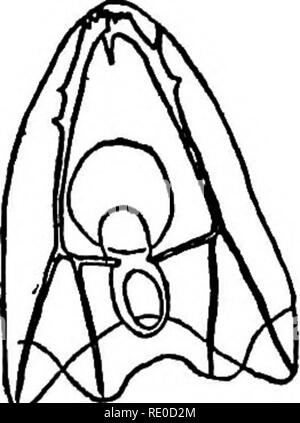 . L'organisme dans son ensemble, à partir d'un point de vue physicochimique. Biologie ; la loi de Mendel. 50 base chimique de genre et espèce d'oursin connexes, S. franciscanus, l'effet héréditaire du spermatozoïde est vu très distinctement dans le squelette primitif formé par la larve.1 (Fig. 3.) Dans le cas de l'hybridation hétérogène le spermatozoïde agit pratiquement seulement en tant qu'activation d'office sur l'œuf et non comme un émetteur de qualités paternelles. Le deuxième fait frappant est que tandis que l'oursin. Veuillez noter que ces images sont extraites de la page numérisée des images qui peuvent avoir été di Banque D'Images