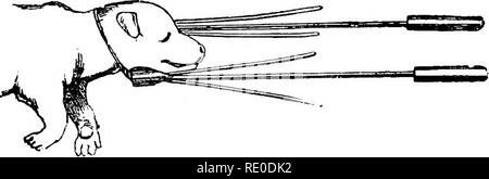 . La gestion et les maladies du chien. Les chiens. 154 La gestion et les maladies du chien. par une petite machine (Fig. 15), composé d'une fine tige de fer dans une poignée, l'autre extrémité de ce qui est épais et percés de trous d'exécution presque parallèle à la tige. Dans ces trous les deux fils d'une partie sont passé ; de chaque côté de la machine est tiré vers le haut le plus près possible de la tête du foetus, et, chacune étant tourné trois ou quatre fois, le cou est enserré dans une sorte de boucle ou collerette formée par les deux fils (Fig. 16). " Les tiges sont maintenant retirés de ceux-ci et le foetu Banque D'Images
