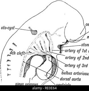 . Les droits de l'embryologie et de morphologie. L'embryologie, l'homme ; la morphologie. Chapitre III. Le PHAKYNX OE DÉVELOPPEMENT ET DU COU. Le pharynx de l'embryon.âThere est très peu de ressemblance entre le pharynx et le cou d'un foetus humain dans la troisième semaine et celle de l'adulte (Fig. 15^4 et B, p. 18). En effet, lors de la troisième semaine, le pharynx humain ressemble à celui de un poisson (Fig. 21 A et B). Dans les deux le foetus humain et le poisson le pharynx est délimité par des viscères ou arcs branchiaux, qui sont séparées par des dépressions (embryoes) ou creux (poissons) ; oto-kyste. uenosus uesicle sinus cérébral olfact pit max Banque D'Images