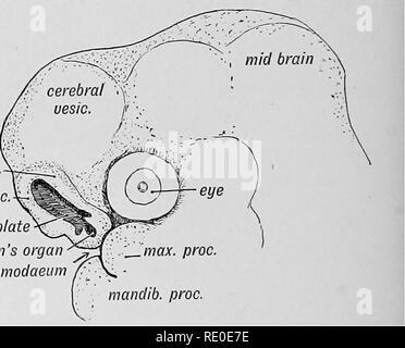 . Les droits de l'embryologie et de morphologie. L'embryologie, l'homme ; la morphologie. Le chapitre II. Les cavités nasales et OLFACTOEY STEUCTUEES. En retraçant le développement de structures soumises au sens de l'odorat, les éléments suivants doivent être traités : (1) l'épithélium olfactif et sens nerfs olfactifs ; (2) Les parties du cerveau concernées par le sens de l'odorat, pour autant que nous les connaissons ; (3) La capsule qui contient l'épithélium olfactif ; (4) les voies respiratoires de la cavité nasale.. lat. nas. proc. mes. nas. proc. fosse olfactive et la plaque pour l'organe de Jacobson stomodaeum Fig. 16.-l'OLFA Banque D'Images