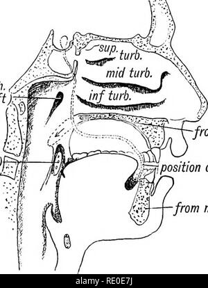 . Les droits de l'embryologie et de morphologie. L'embryologie, l'homme ; la morphologie. stomodaeum proc. somatopteure max. arc mandibulaire Fig. 15 A.âSagittal Article montrant le Stomodaeum et la position de la plaque orale dans la 3e semaine. (Schéma.) Eustach. (1er les fentes). amygdales (2ème fente)F£. rom max. proc. ^â position de plaque orale. j'Yl je de- mandib Proc- Fig. 15 B.â montrant les parties de la cavité nasale et buccale est formé à partir de l'Stomodaeum. La position relative de la plaque orale est indiquée. ou du fond d'être formé par la plaque orale, qui le sépare du pharynx primitif (Fig. 15.4). Le mésial n Banque D'Images