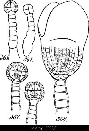 . Un manuel de botanique structurels ; un manuel introductif pour les étudiants de la science et de la pharmacie. La morphologie des plantes. Chapitre XII LA SEMENCE des changements dans l'ovule.-Comme dans le cas des pièces entrant dans la formation du péricarpe, donc dans celle de la partie formant la graine - à savoir, l'ovule-il est bien de faire précéder notre étude des changements qu'il subit par un examen de l'objet à atteindre de ce fait. Le développement de l'embryon.- La caractéristique essentielle de la graine est la possession comme l'une de ses parties d'une plante plus ou moins rudimentaire, développé à partir de la fertil- isée, oosphere et savoir Banque D'Images