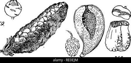 . Un manuel de botanique structurels ; un manuel introductif pour les étudiants de la science et de la pharmacie. La morphologie des plantes. L'SYCONIUM 125 la silique (Fig. 354).-d'un di-fruit déhiscent carpellaires, les deux valves se séparent de la marge du placenta à l'échéance, en laissant le dernier joint à la torus et à un faux septum, qui divise les siliques en deux parties. La principale modification de la silique est correcte dans l'loment-comme forme que nous avons déjà examinées. Ces plantes loment sont généralement trouvés dans le voisinage de l'eau, et leurs fruits sont adaptés au transport Banque D'Images