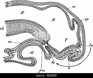 . L'amphioxus et l'ascendance de la vertébrés. L'amphioxus ; seringues de mer ; Hémichordés. Le PROTOCHORDATA 286. (Où il n'y a pas d'ouverture interne de l'hypophyse dans le pharynx), l'ouverture externe de l'hypophyse ne ferme pas, comme dans les formes supérieures, mais persiste tout au long de la vie, devenant lieu rond jusqu'à la haut de la tête pendant le développement embryonnaire par croissance préférentiel diffèrent des parties voisines, comme cela a été effectivement observées dans Petromyzon.. Fig. 135. - Section sagittale médiane dans la tête de jeunes ammocètes. (Après la flèche de Kupffer.) indique la mesure dans laquelle t Banque D'Images