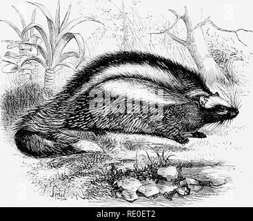 . Une introduction à l'étude des mammifères vivant et disparu. Les mammifères. 46o RODENTIA molaires très petit, avec l'émail-plie presque absent. Certaines espèces éthiopiennes trois. ^âRepresented Claviglis.' par l'une des espèces de l'Afrique de l'Ouest, a déclaré être distinguée de toutes les autres formes de la queue plus courte, ce qui est plus distinctement au crayon. Le droit à la distinction générique est, cependant, très problématique. Muscardinus.^âIncludes la loir commun (31 avellanarius). de l'Europe, qui se distingue par la queue touffue, cylindriques et glandulaire épaissie murs de l'extrémité de l'œsophage cardiaque ; les molaires ha Banque D'Images