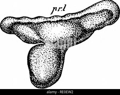 . L'amphioxus et l'ascendance de la vertébrés. L'amphioxus ; seringues de mer ; Hémichordés. PR^OKAL LOBE. 2/1 l'observation très intéressante a récemment été faite par MacBride, que la larve de Asterina gibbosa subit effectivement la fixation temporaire au début de la métamorphose, la fixation étant effectuée par le lobe prasoral d'une manière remarquablement semblable à celle de la larve de l'Antedon et de Ciona. Dans la larve de l'Antedon adhérant disque, par lequel la larve se fixe finalement à une certaine surface, est placé près de l'extrémité avant du lobe prasoral immédiatement sous l'APIC Banque D'Images