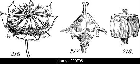 . Un manuel de botanique structurels ; un manuel introductif pour les étudiants de la science et de la pharmacie. La morphologie des plantes. INDICATIONS INTERNES 75 conséquent apparaît alors, dans les fruits. Si la cohésion sociale est partielle, même si de façon presque complet que de laisser une séparation représenté par un simple lobée à l'apex (Fig. 216) ou le dos (Fig. 217 et 218), la détermination du nombre de ses carpelles n'est pas difficile. Il est vrai que la dernière condition est souvent compliquée par le rainurage ou pseudo-lobé sur le dos de l'individu les carpelles, mais ces rainures sont habituellement d'une manière caractéristique différente de tho Banque D'Images