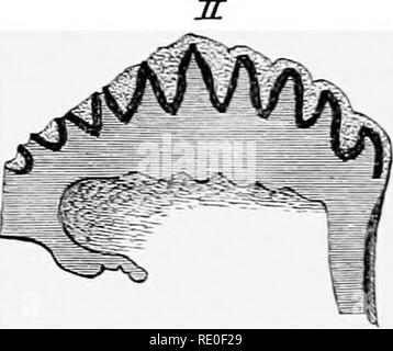 . Une introduction à l'étude des mammifères vivant et disparu. Les mammifères. M PLAT. Veuillez noter que ces images sont extraites de la page numérisée des images qui peuvent avoir été retouchées numériquement pour plus de lisibilité - coloration et l'aspect de ces illustrations ne peut pas parfaitement ressembler à l'œuvre originale.. Fleur, William Henry, 1831-1899 ; Lydekker, Richard, 1849-1915. Londres, A. et C. Black Banque D'Images