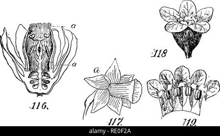 . Un manuel de botanique structurels ; un manuel introductif pour les étudiants de la science et de la pharmacie. La morphologie des plantes. PRAEFLORATION 59 dans la classification dans ces familles comme Passifloraceae (Fig. 116, a), l'Ascle- •piadaceae, et Amaryllidaceae (Fig. 117, a). Un anneau de mis en plis à la gorge (Fig. 119) est souvent, peut-être à tort, appelé une couronne. Il est parfois très difficile de déterminer si la couronne est un appendice de la corolle ou de l'androcée. Son adhésion est quelque- fois à l'androcée et non à la corolle, et parfois aux deux. Dans certaines espèces de Passiflora qui n'ont pas Banque D'Images