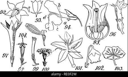 . Un manuel de botanique structurels ; un manuel introductif pour les étudiants de la science et de la pharmacie. La morphologie des plantes. Termes indiquant l'IRRÉGULARITÉ 55 et le Crateriform hémisphérique ou en forme de soucoupe, comme dans le Kalmia (Fig. 103). Plus encore lorsqu'il devient aplati en forme de roue ou de rotation, comme dans le Solamim (Fig. 92). Un gamopetalous corolle a parfois une fissure d'un côté l'extension presque ou entièrement à la base comme dans le Lobelia (Fig. 96). Quand en plus la corolle ou que le groupe partie de ce qu'il perde sa forme tubulaire, devenant aplati, il est appelé ou ligulés, comme en forme de tresse Banque D'Images