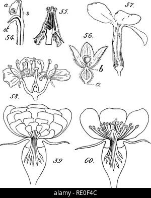 . Un manuel de botanique structurels ; un manuel introductif pour les étudiants de la science et de la pharmacie. La morphologie des plantes. L'hypanthium 45 vraiment organes partant du tore, et que dans une section à travers les parties adhérentes le microscope sera souvent démontrer les tissus d'un tel cadre abouté à ceux de la pièce d'où elle semble provenir. Descriptif dans la phraséologie, le terme "Calice" adhérent signifie toujours "adhérente à l'ovaire, ou epigynous", même si les. Fig. 54. Un pétale de la vanille. .55. Étamines Gynandrous d'Adenium, plus nombreux dans l'Apo- eynacea Banque D'Images