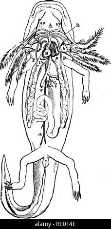 . Zoologie pour les lycées et collèges. Zoologie. 468 ZOOLOGIE. phibians ayant une oreille moyenne, en plus de l'oreille interne des poissons. Grenouilles et crapauds dans la langue est tout à fait libre et capable d'être en saillie, à l'exception de Pipa et Dadyle- thra, où il est tout à fait insuffisant. En d'autres formes, la langue est plus qu'en poissons, ne pas être en mesure de l'extension de la bouche. Comme chez les poissons, il n'y a pas de glandes salivaires. Les branchies d'Am- phibians se composent de deux ou trois paires d'appendices charnus, ramifiée, qui naissent du plus grand nombre d'arches. Alors que dans le crapaud et la grenouille les branchies sont petites et rester mais f Banque D'Images