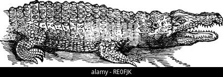 . Text-book de zoologie pour les écoles et collèges. Zoologie. 248 ANIMAUX VERTÉBRÉS. un de l'autre. Le mélange de sang artériel et veineux, cependant, qui est si caractéristique des reptiles, est prévue par une communication entre les grands vaisseaux qui jaillissent de la deux ventricules dans le voisinage de notre coeur. Les yeux sont protégés par des paupières, et l'oreille par une earlid. La langue est grande et charnue, et im- movably est fixée à la partie inférieure de la bouche (d'où l'être- lief des anciens que le crocodile n'avait pas la langue). Enfin, l'accord avec Crocodilia th Banque D'Images