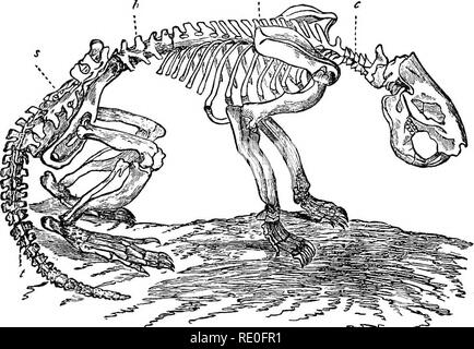 . Text-book de zoologie pour les écoles et collèges. Zoologie. Caractères GÉNÉRAUX DE L'TERTEBEATA. 199 nizable avec beaucoup d difBculty, que ses pièces sont généralement beaucoup de modification ; mais un bon exemple peut être obtenu dans la poitrine de l'homme. Ici, fixé à l'avant des vertèbres, on trouve une série d'arcs osseux, connu sous le nom de côtes (r), suivie d'une série de pièces cartilagineuses de forme similaire, appelé le " cartilages costaux " (p), l'ensemble en face d'un os central, connu comme le sternum sternum " ou " (b).. 1^^ ^ » ;"' * ?Â° ^ ?*â ¢''"^ ^^^'" ^Â Â"''). Banque D'Images