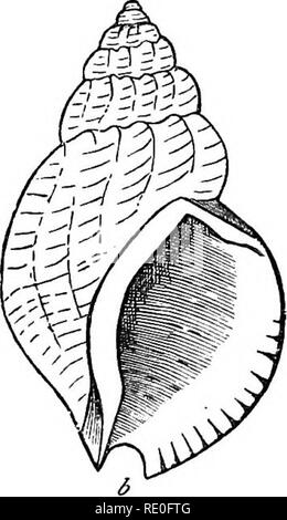 . Text-book de zoologie pour les écoles et collèges. Zoologie. Mollusca PROPEE. 183 conservés tout au long de la vie sans aucune altération. Dans la grande majorité des cas, toutefois, le cône est allongée considérablement de façon à former un tube, qui peut conserver cette forme (comme dans le "Bec-EUÉM"), mais qui est généralement enroulé en spirale. Le " spiral univalve " peut, en fait, être considérée comme le typique. Fig. 84.-Grasteropoda. une coquille de la Turritella eommwnia showiij^, une bouche ronde ; &AMP ; coquille de la politique commune de buccin ^BncciTium undaiwrn), montrant la bouche d'un siphon respiratoire cranté. Banque D'Images