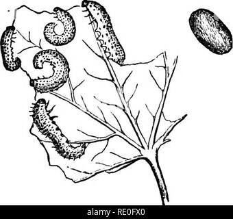 . Text-book de zoologie pour les écoles et collèges. Zoologie. Fig. 72.-Groseille Baw-TentTiredo grossularics^( fly), larve, pupe et imago. défendre le nid tombe sur le sort de tous les travailleurs, et n'est pas déléguée à une classe spéciale de soldats. La reine est le fondateur de la colonie, et sa seule fonction, après le démarrage de la communauté, est de pondre des œufs. Les drones, ou les hommes, ne travaillent pas, en règle générale, et ils meurent, ou sont tués par les travailleurs, dès que la femelle est fécondé. Les fourmis de même former des communautés, composé d'hommes, femmes, et neutres. Les mâles et les femelles, à l'instar de thos Banque D'Images