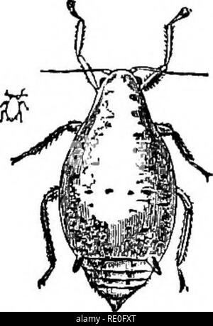 . Text-book de zoologie pour les écoles et collèges. Zoologie. 154 animaux invertébrés. tails " (Podni et rci), qui sont généralement trouvés sous des pierres ou dans des caves et autres situations. Ils sont distingués en ayant l'extrémité de l'abdomen avec soies, par la brusque dressage d'où l'insecte peut fabriquer J uan effet pow- sauts. Dans de nombreux cas, le corps est recouvert d'écailles délicates qui font de beaux objets dans des pouvoirs du microscope. Sectiok II. Hbmimetabolic les insectes. - La métamorphose incomplète ; la larve diffère de l'insecte parfait, surtout dans l'abs Banque D'Images