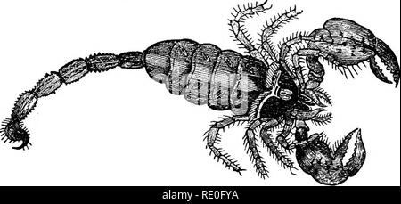 . Text-book de zoologie pour les écoles et collèges. Zoologie. 142 animaux invertébrés. Le vrai scorpions la fin de l'abdomen (Fig. 58) est com- posé d'un telson, qui est perforé pour le conduit d'un poison-gland, situé à sa base. C'est par ce que le zébulon, et le liquide toxique qu'ils sécrètent. Fig. 58.-Scorpion (réduit). n'est suffisamment puissant pour rendre leurs blessures gênant et douloureux, si ce n'est pas dangereuse. Les mandibules dans la scorpions, comme déjà dit, sont développées en tenailles, et la soi-disant "constitution" palpi maxillaire Banque D'Images