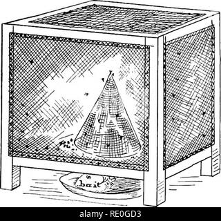 . Problèmes de laboratoire en biologie civique. La biologie. Problème 131 155 Conclusion. - 1. Quelles maladies peuvent être transportés par les mouches ? 2. Où obtiennent-ils les germes de ces maladies ? 3. Comment est-ce qu'ils portent ces maladies ? 130 PROBLÈME : Quelle est la meilleure façon de capturer et de détruire les mouches ? (Devoirs.) matériaux. - Flytrap, étamé, l'acide phénique, et d'insectes en poudre. Méthode et observations. - Faire une flytrap conformément au plan indiqué ; appâts il rassis avec les poissons ou autres aliments. Laissez-le pendant une journée, puis plonger dans boilingwater et compter le nombre de mouches qui vous fait prendre. Chauffer une plaque d'étain contenant strong ca Banque D'Images