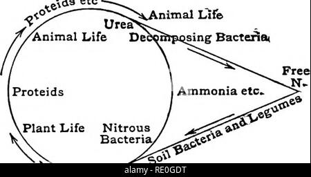 . Problèmes de laboratoire en biologie civique. La biologie. Problème 111 129 Comment fonctionne-t-il se rendre à l'usine ? L'usine n'utilisent de l'oxygène que l'animal ne ? Conclusion. - 1. Comment les plantes sont capables de stocker de l'énergie ? D'où vient-elle ? Que devient-il ? 2. Expliquer le cycle du carbone. 3. Expliquer le cycle de l'oxygène. ,-^49 etc. Problème 110 : Pour trouver le cours de l'azote dans sa rela- tion aux végétaux et animaux. Méthode. - Commencer au point du diagramme marquée " GRATUITEMENT N," suivant le sens des flèches. Les observations. - Qu'entend-on par " d'azote libre " ? Où le trouve-t-on ? Comment Banque D'Images