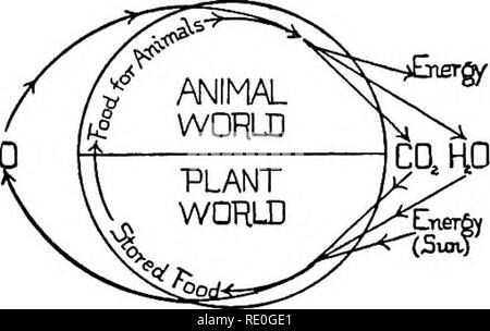 . Problèmes de laboratoire en biologie civique. La biologie. 128 LES RELATIONS DE PLANTES AUX ANIMAUX mals dégagent des déchets azotés. Comment peuvent-elles être utilisées par les plantes dans l'aquarium ? Conclusion. - 1. Ce qu'on pourrait les plantes dans l'aquarium lui fournir les animaux ? Ce qu'on pourrait les animaux fournissent les plantes ? 2. Se rappeler que le soleil fournit l'énergie, ce qui fait dire à l'équilibre dans le Balaiv&amp;ed A&lt;pigriun". aquarium. Comment avez-vous pu détruire cet équilibre ? 3. Crf les ac- companying bilan. Matières En.coine de. Appsort Plantsj 109 animaux à problème : d'apprendre ce que nous entendons hy la voiture Banque D'Images